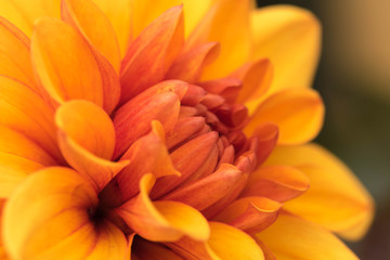Fototapeta premium Beautiful yellow Dahlia flower.