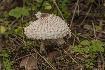 Poisonous parasol mushroom in autumn forest