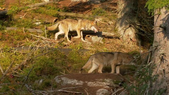 Eurasian wolf 