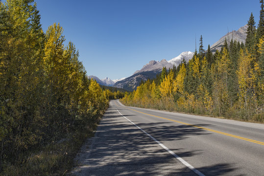 Fall aspens coradore on the Icefields Parkway a stonesthrow from Saskatchewan crossing, Banff National Park, Alberta, Canada