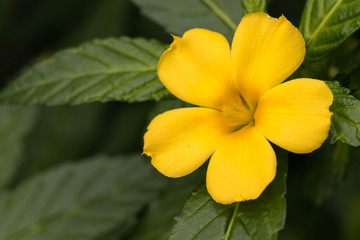 Extreme close up of a colourful flower stamen and stigma.