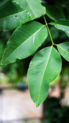 After the rain, water drops on green leaves, select focus effect