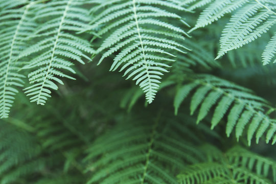 green ferns close up