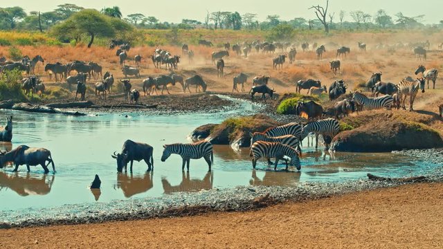Cinematic shot of Great Migration of zebra and wildebeest by water well, drinking on a bright, hot, sunny day in colorful, dry savanna plains of  Serengeti national park in Tanzania, Africa.