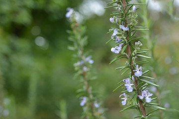 ローズマリーの花
