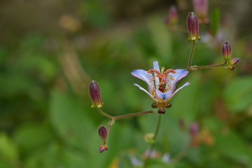 ホトトギスの花
