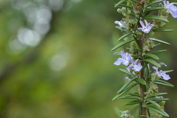 ローズマリーの花
