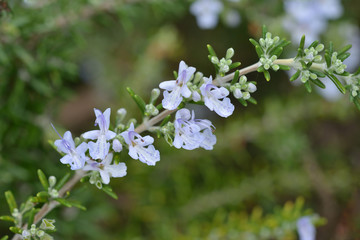 ローズマリーの花
