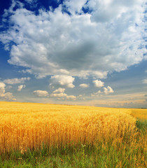 Wheat field against a blue sky
