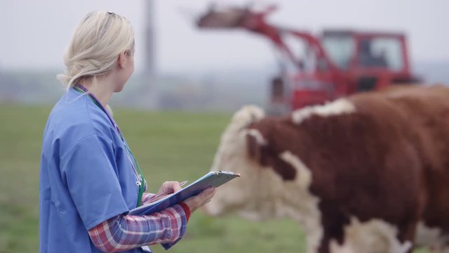 Portrait smiling farming vet out in the field checking on cattle