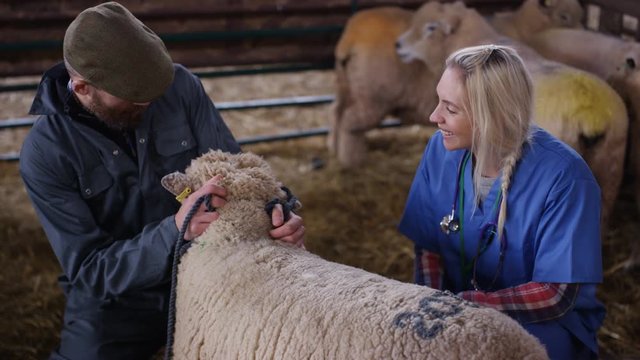  Vet talking to farmer & examining sheep in interior of farm building