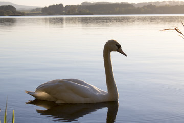 Swan on the Loch of Skene in the Evening