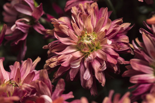 Bright Red Mums in a Bouquet in Daylight
