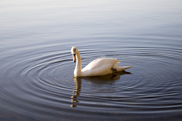 Swan on the Loch of Skene in the Evening