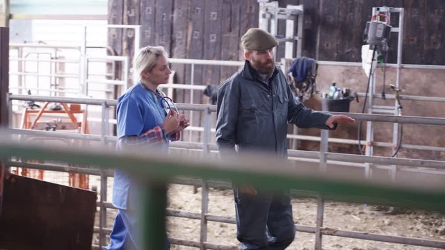  Vet talking to farmer & checking on sheep in interior of farm building