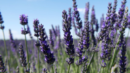 Fiore di lavanda close up
