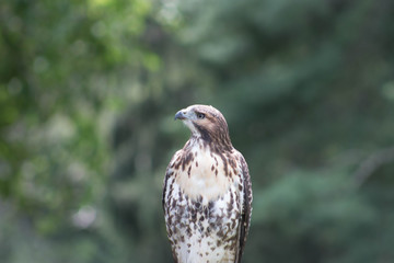 RedTail Hawk just sitting on a fence taking in the sights
