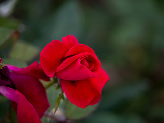 Red rose bud blooming