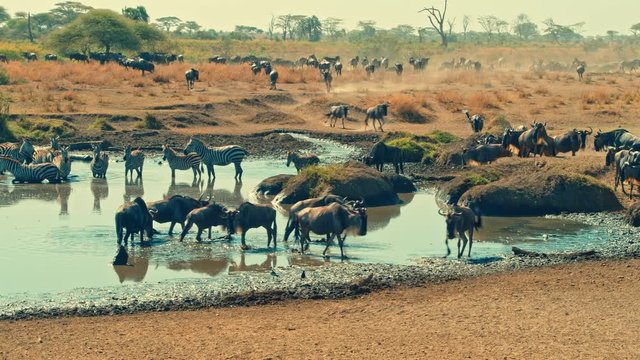Cinematic shot of Great Migration of zebra and wildebeest by water well, drinking on a bright, hot, sunny day in colorful, dry savanna plains of  Serengeti national park in Tanzania, Africa.