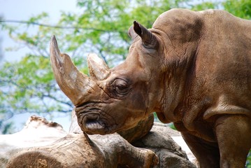 Fototapeta na wymiar rhino profile picture