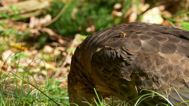 European honey buzzard (Pernis apivorus)