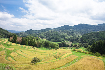 棚田