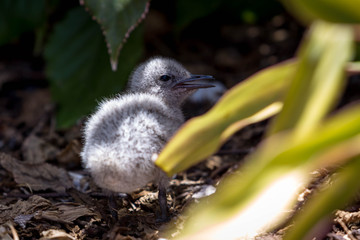 Close up of a fluffy baby bird on the ground looking to the right. A baby bridled tern.