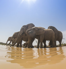 Herd of African Elephants drinking