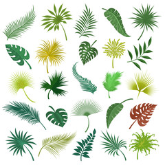 Illustrated palm exotic green leaves isolated on white background. Hand drawing tropical jungle coconut leaf set isolated on white background. Vector illustration
