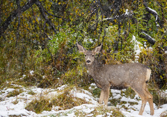 Young Deer Experiences an Autumn Snow