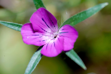 Blüten einer Blume mit den Makro Objektiv fotografiert.