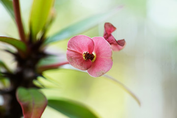 Blüten einer Blume mit den Makro Objektiv fotografiert.