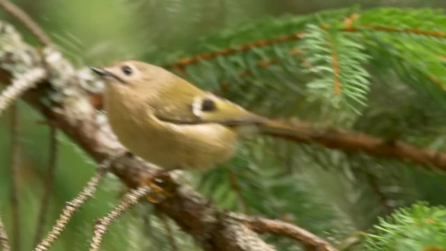 Goldcrest (Regulus regulus)