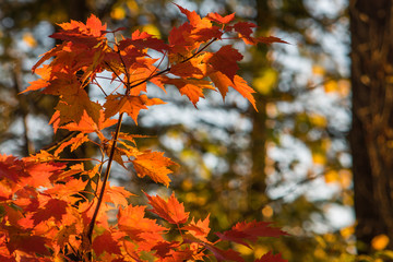 Vivid Fall Color Maple Leaves