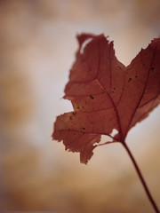 Blurred Red Maple Leaf