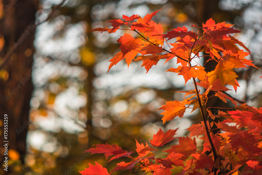 Wall mural Vibrant Maple Leaves in Autumn