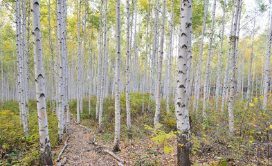 가을철 하얀 자작나무 숲
