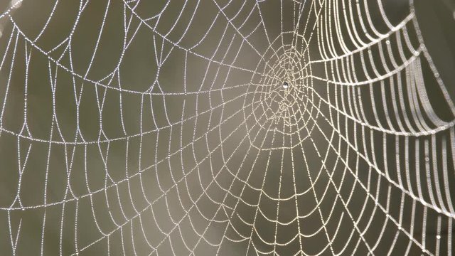 Spider webs in early morning light