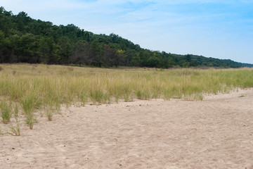 Sand Dunes Trees Beach