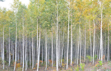 Fototapety  biały brzozowy las jesienią