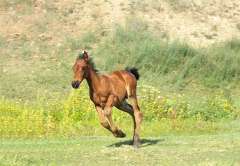 Naklejka na ściany i meble Running Colt, Foal, Bay Horse in Field in Montana