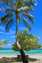 Palm tree on the beach, on the Atlantic coast