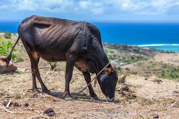  boeuf rodriguais 