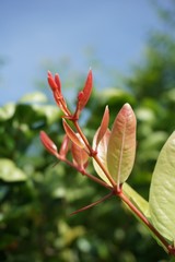 close up Carissa carandas leaf in nature garden