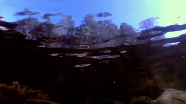 Reflection of forest and trees underwater. Relaxation and privacy. Amazing background for stock footage.