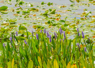 Pickerel weed pontederia cordata, growing in Walsingham Lake in Largo, Florida