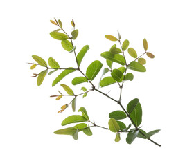 Green leaf isolated on white background