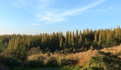 Pine trees on the mountain with blue skies.