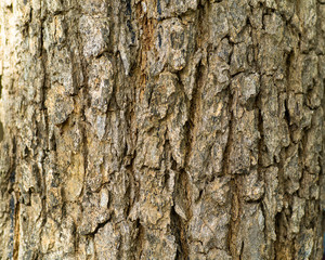 Big tree skin. Bark of tree texture, use for background abstract - Selective focus.