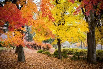 色とりどりの紅葉